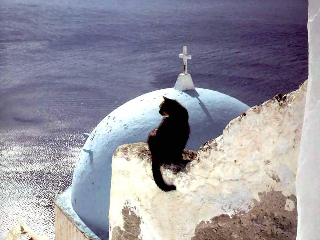 Gatti (113)